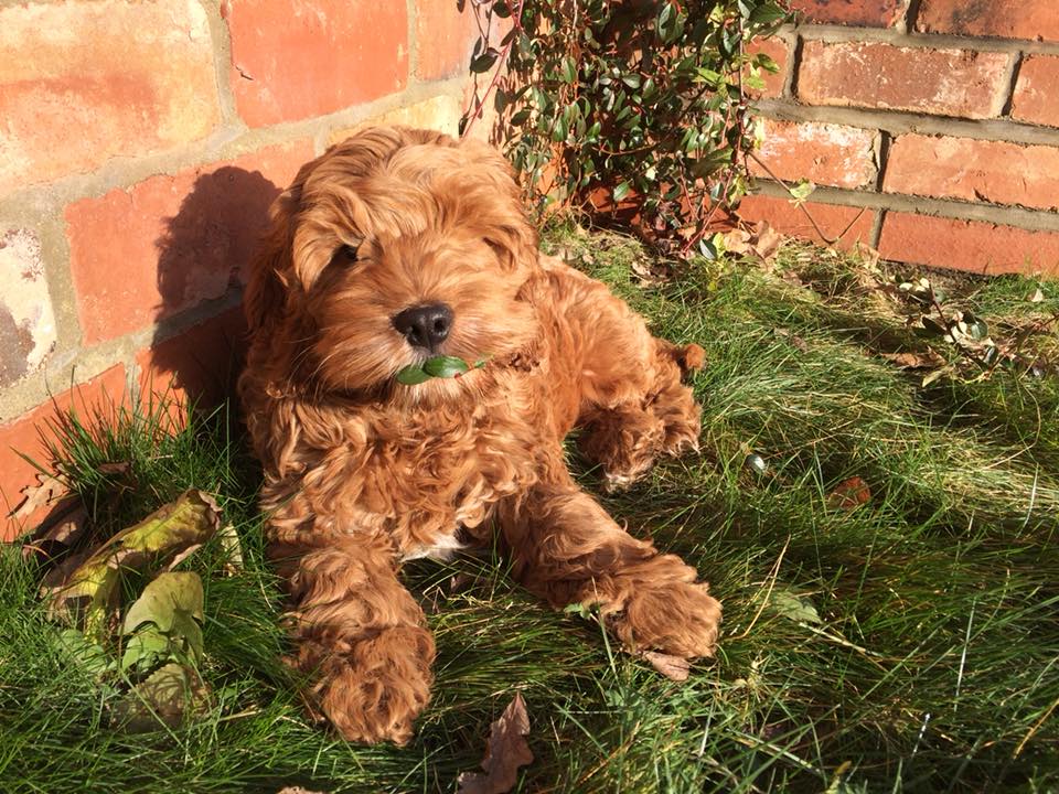 Puppy care by Sarahs Pet Care Services