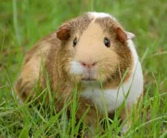 Small Animal Care in Stamford and Rutland